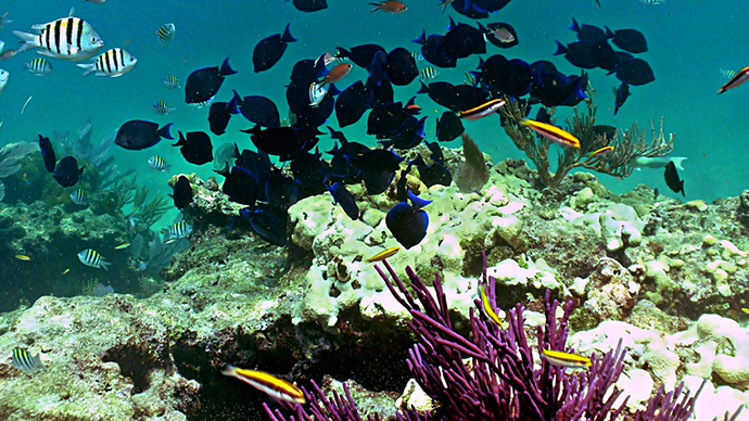 Google Street View Maps Coral Reefs Off Florida Rt Usa Google Street View Maps Coral Reefs Off Florida Rt Usa