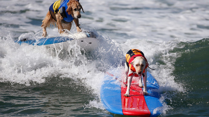 Dogs compete at the 6th Annual Surf City surf dog contest in Huntington Beach, California September 28, 2014.(Reuters / Lucy Nicholson)