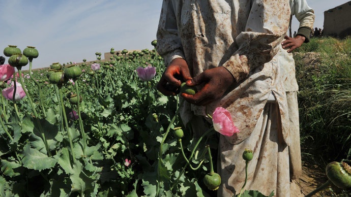 Afgan opium poppy farmers score opium poppies in a field at Habibullah village in Khanashin District, Helmand province.(AFP Photo / Bay Ismoyo)