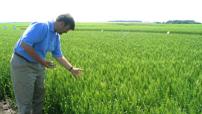 Monsanto's wheat industry affairs director, looks at
growth in a wheat field in an undisclosed location in North Dakota (Reuters / Carey Gillam)