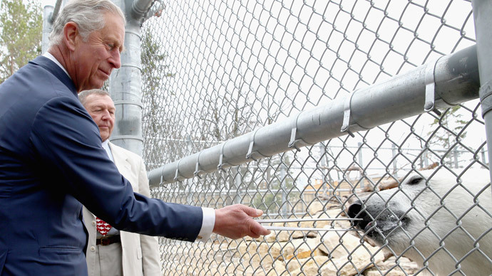 Prince Charles, Prince of Wales feeds a polar bear called Hudson as he visits Winnipeg Zoo on May 21, 2014 in Winnipeg, Canada.(AFP Photo / Chris Jackson)