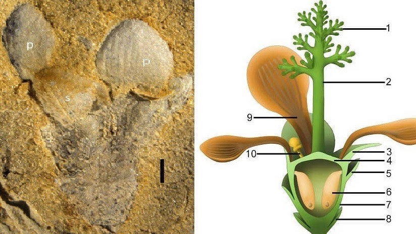 Hallan en China rastros de una planta con flores de hace 174 millones de años