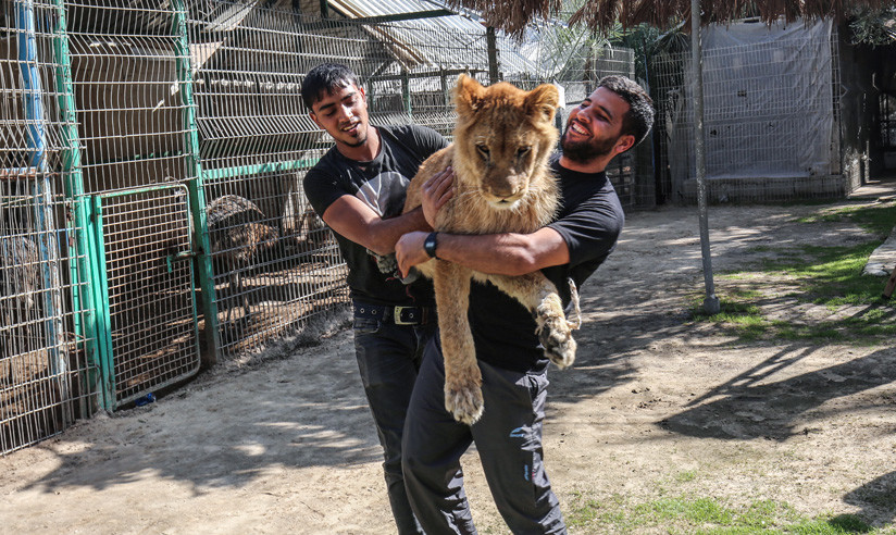 Extirpan las garras a una leona para que juegue con los visitantes de un zoo