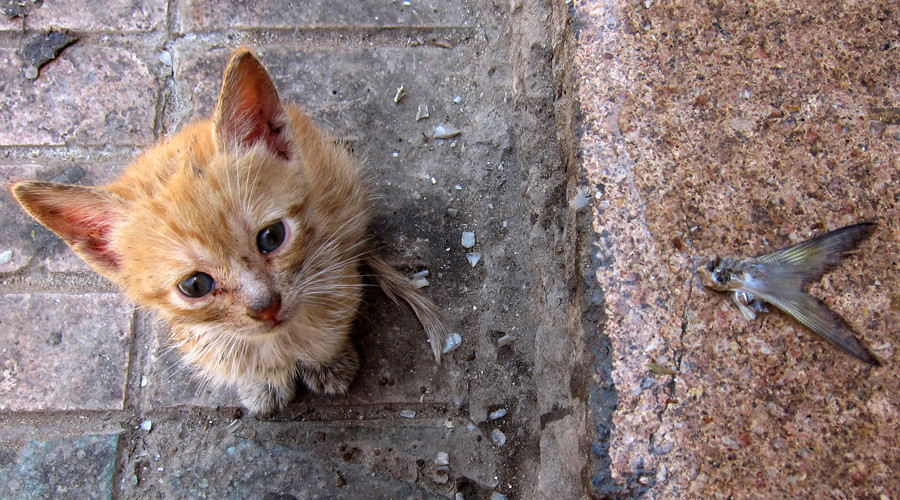 Australia to kill 2mn feral felines to protect native species