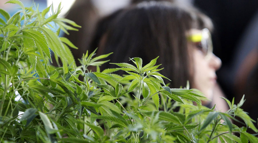 Marijuana may help heal broken bones – new study