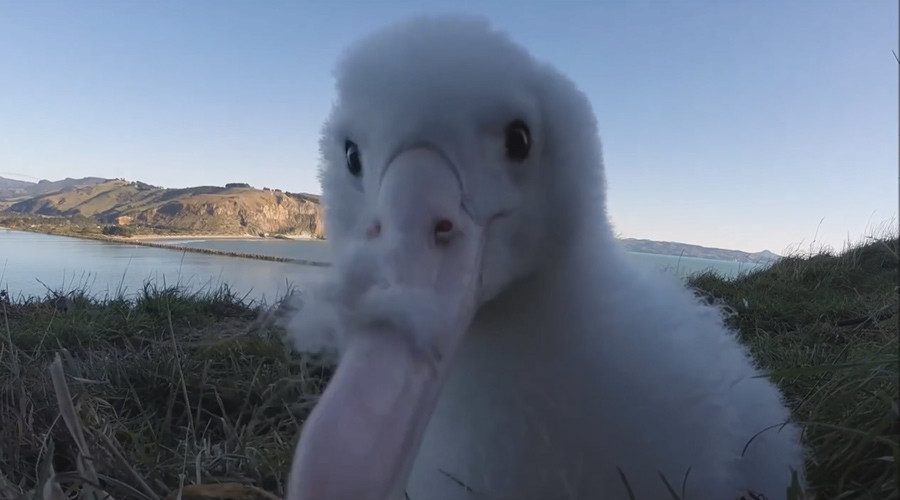 Cute albatross chick gets close and personal with GoPro (VIDEO)