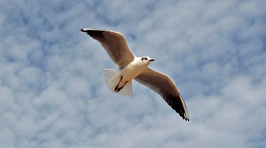 Hit and miss: Golfer kills seagull on field (VIDEO)
