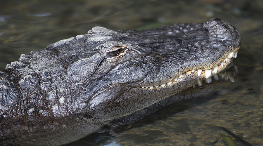 3-foot alligator caught jaywalking in Manhattan