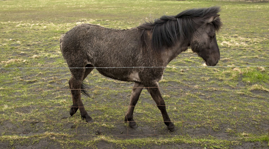 Shetland pony smuggled into care home to grant grandfather’s dying wish