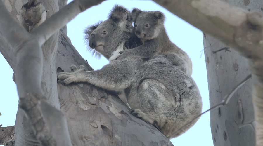 Internet sensation mama koala and cub released into the wild (VIDEO)
