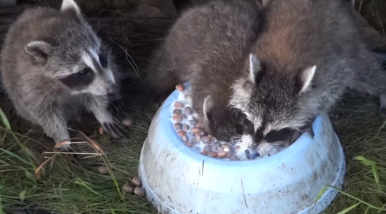 Cute raccoon loves milk so much it almost to