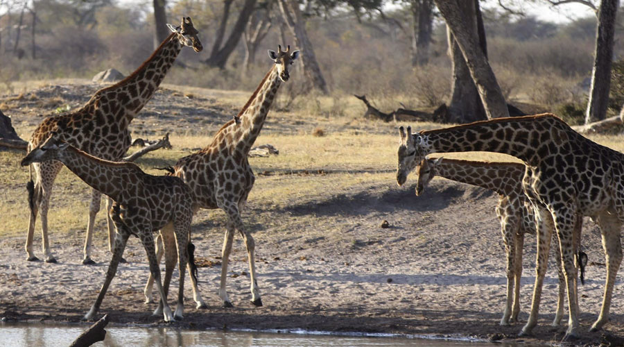 ‘I love animals, they are delicious’: Idaho huntress provokes public anger with safari photos