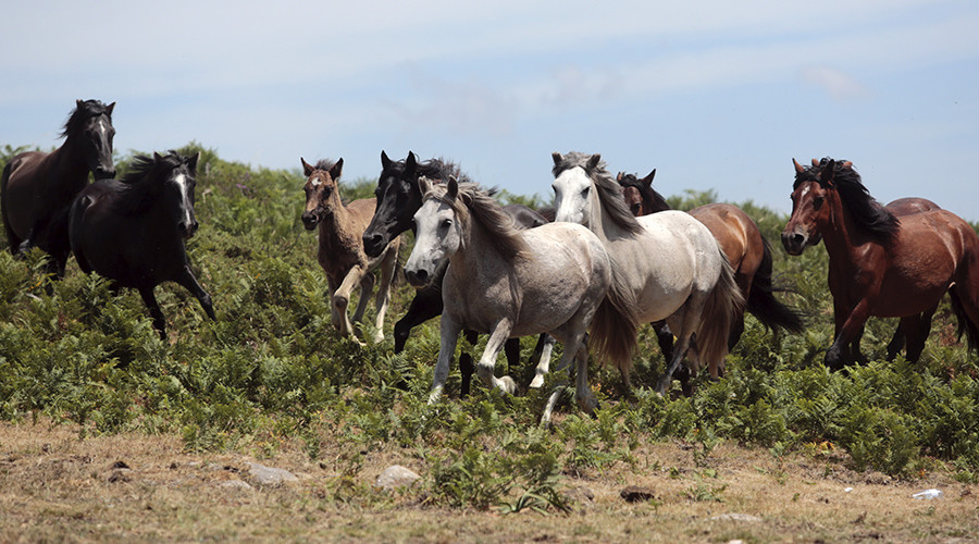 Lawmakers demand halt over Arizona plan to round up wild horses