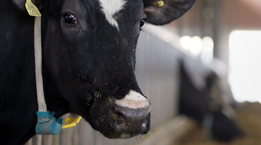 Moo-ve along please: Cows march through Asda in milk protest (VIDEO)