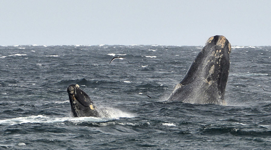 Australian fishermen answer waste-plagued whale’s plea for help (VIDEO)