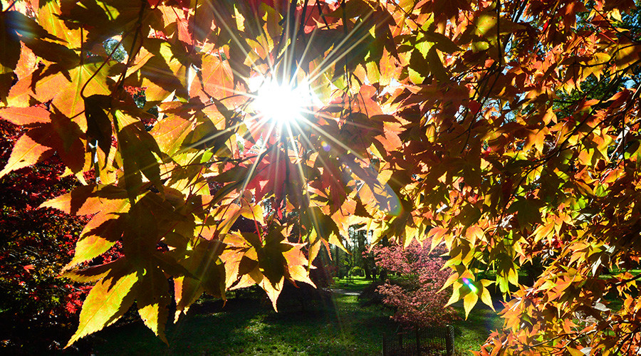 Artificial leaf could revolutionize energy industry – Aussie scientists