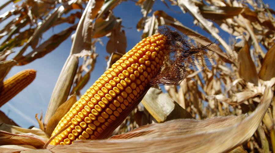 ‘Determined ignorance’: Scientists demand SNP reverse GM ban in opposition to eco groups