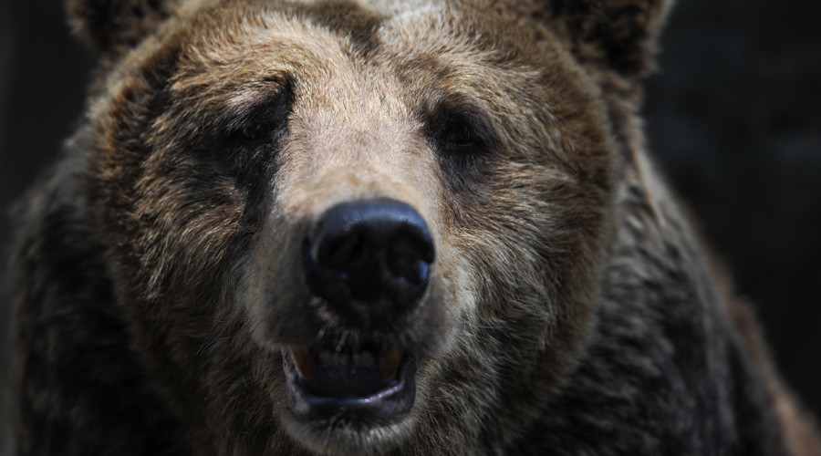 Russian bear run over several times by SUV, escapes, chases tormentors (VIDEO)