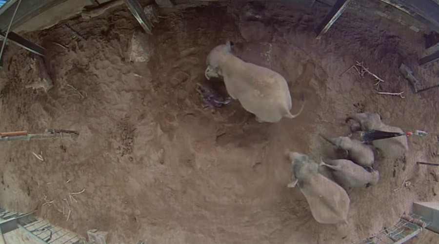 Baby elephant born in England’s Chester Zoo (VIDEO)