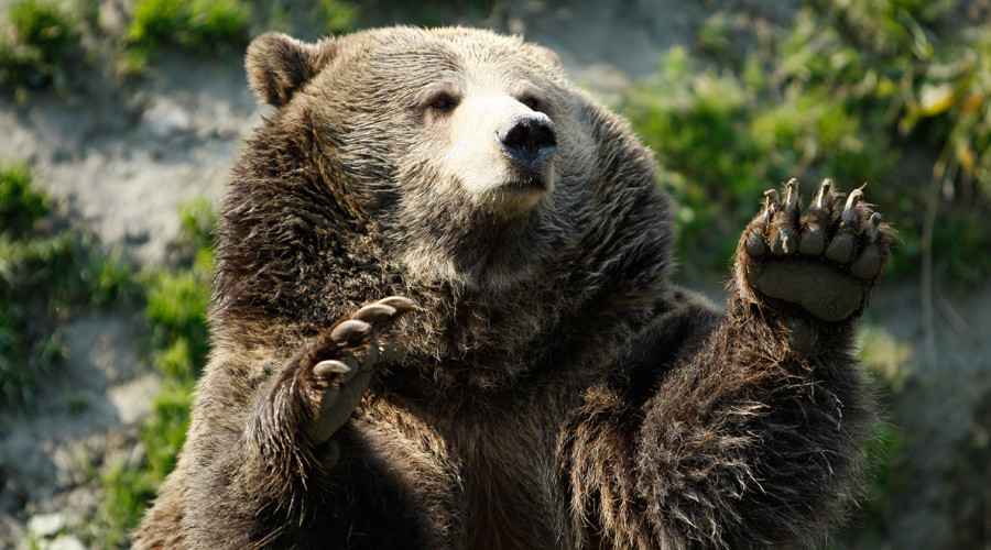 Roll over grizzly! Bear spotted tumbling childlike down a hill (VIDEO)