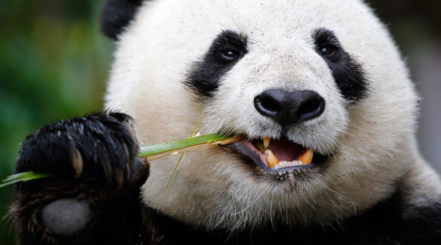 #ChinaMeltdown – don’t worry, be happy