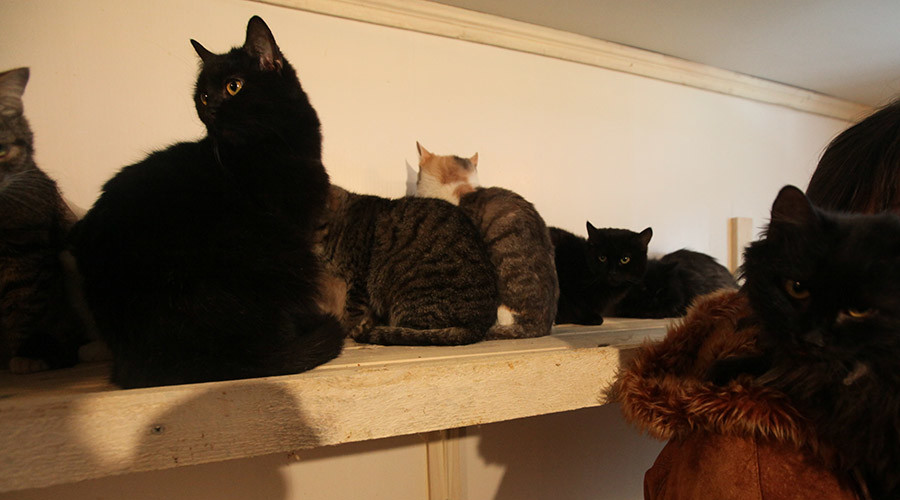 Owner of 20 cats stripped of custody, agrees to give up pets for sons