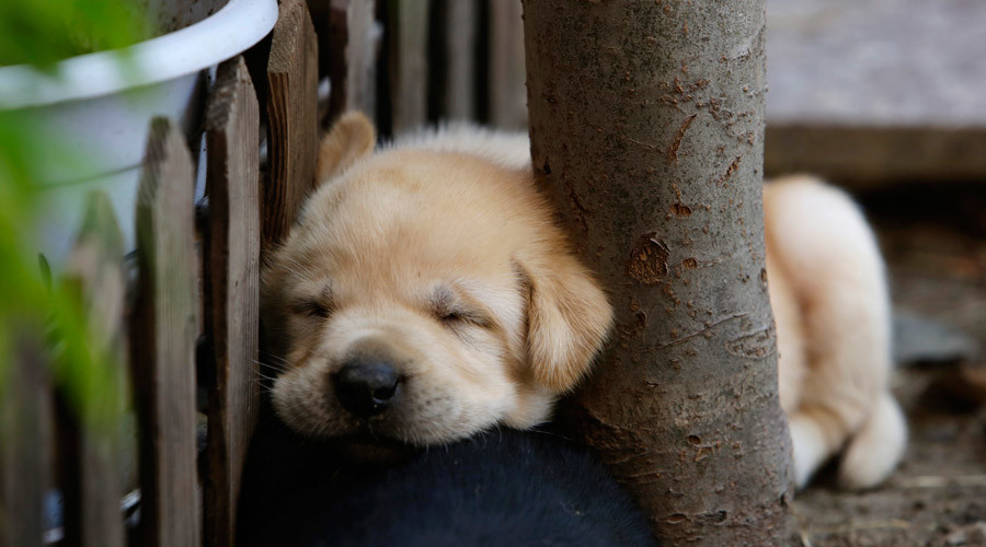Puppy smuggling proves ‘highly profitable’ alternative to drug dealing