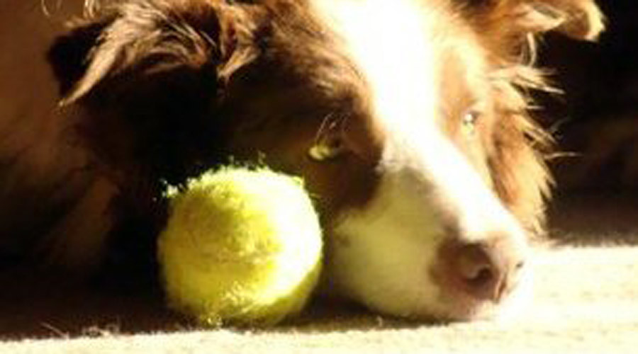 Wag the dog: Kentucky dog mayor making plans for presidential run