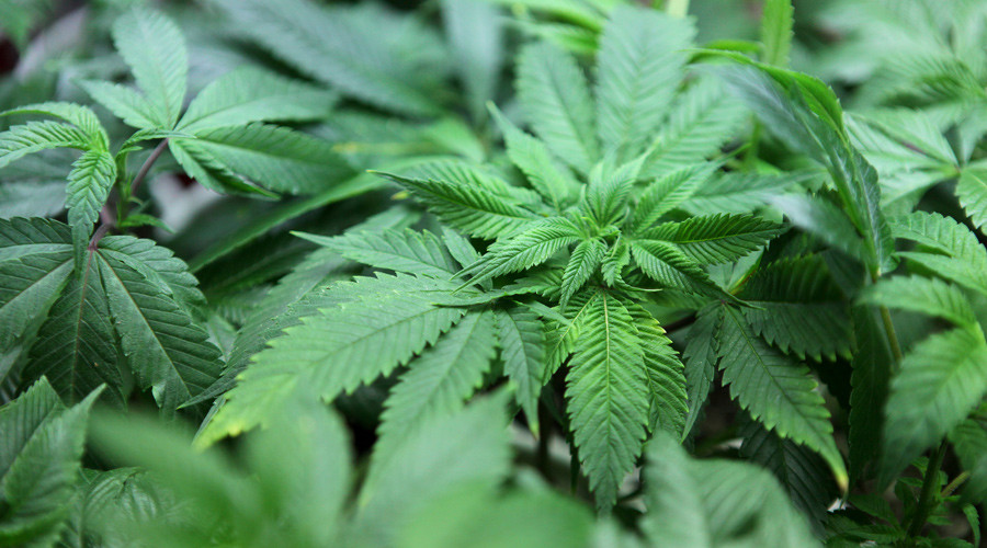 Highest since 1980: 1 in 17 US college students regularly smokes pot, study says