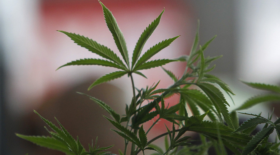 Heavy cannabis users at risk of ‘severe vomiting syndrome’ – expert