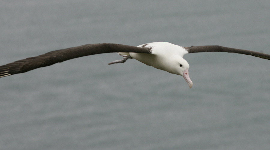 99% of seabird species to be affected by plastic ingestion by 2050 – report
