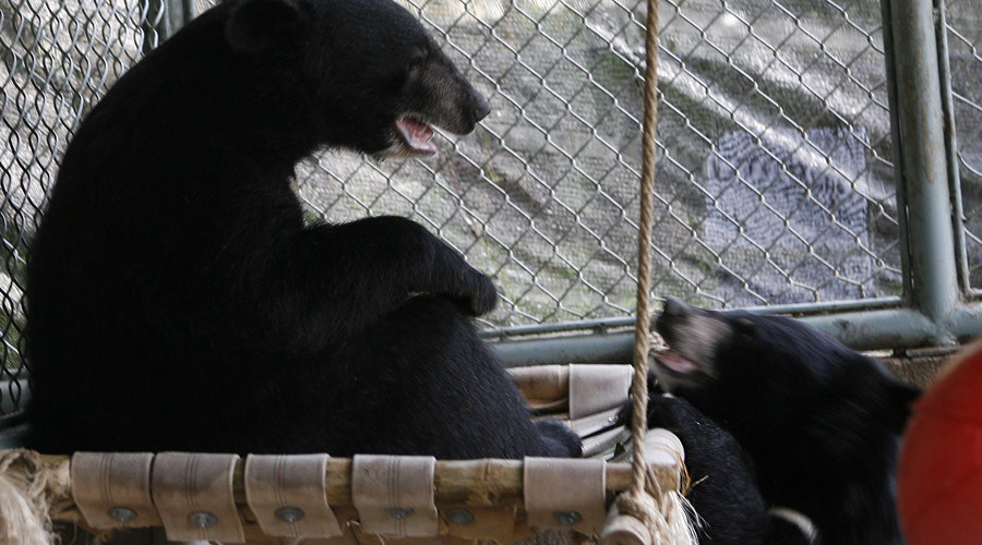 Colorado man facing charges after shooting two bear cubs in his yard