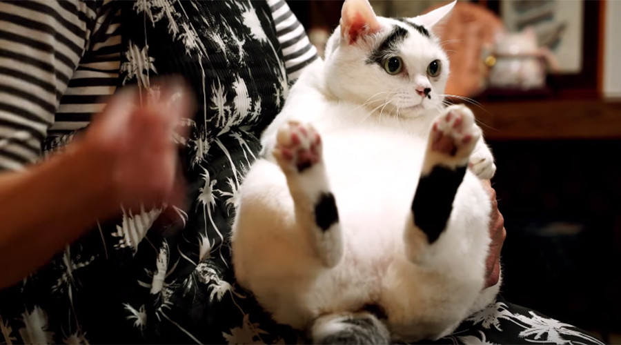 Cat Street View map gives new purr-spective to Japanese town