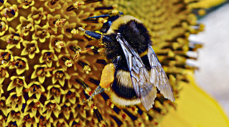 Infected bees seek out medicinal flowers - study