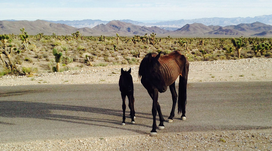 Govt land agency euthanized 28 wild horses starving in Nevada