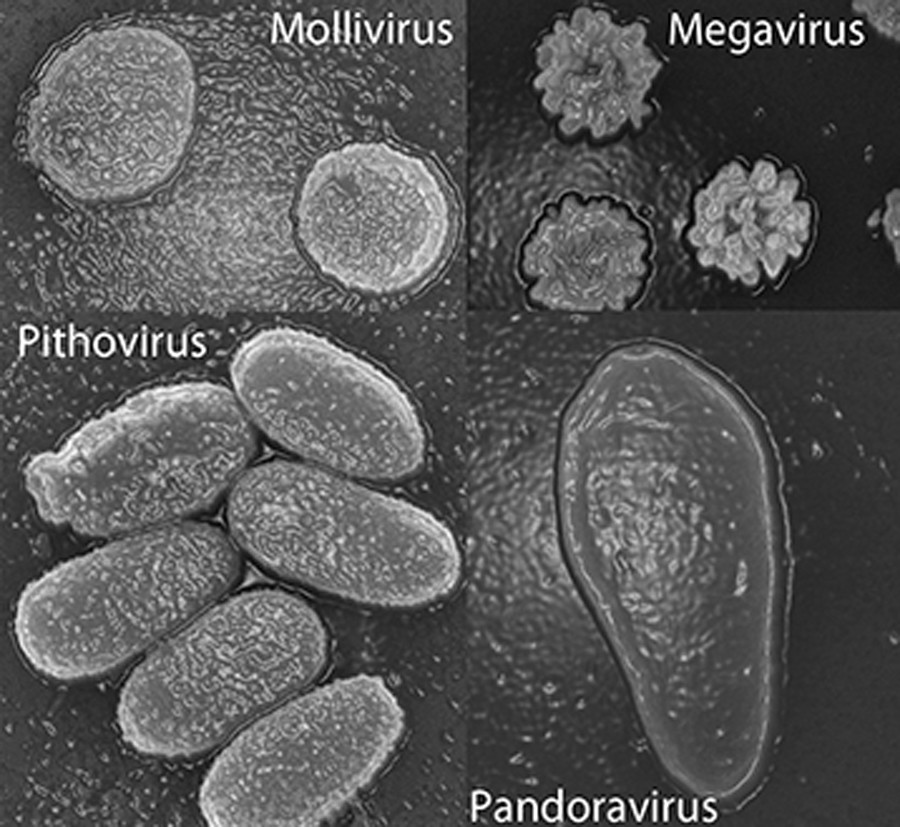 New Mega Virus Is It Dangerous For Humans RT Op Edge   55f17434c4618895468b456c 