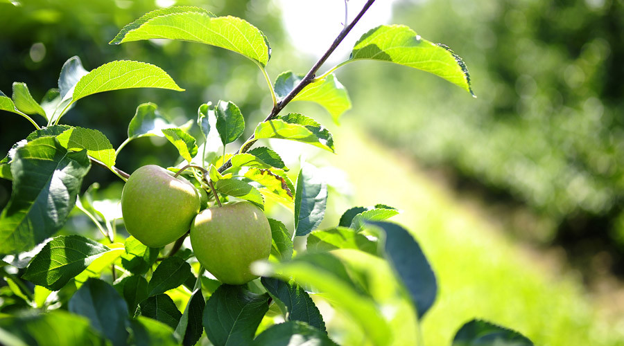 A (green) apple (or tomato) a day keeps muscle atrophy away – study