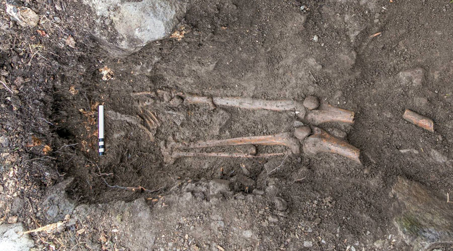 1,000yo skeleton of 'violent death' victim found after tree uprooted in Ireland