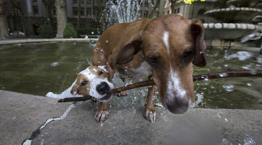 Aww-inspiring: Dog watched over trapped canine pal for a week until help came