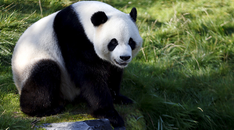 Bamboo poo: Microorganisms from panda feces could help develop new biofuel, Belgian scientists say
