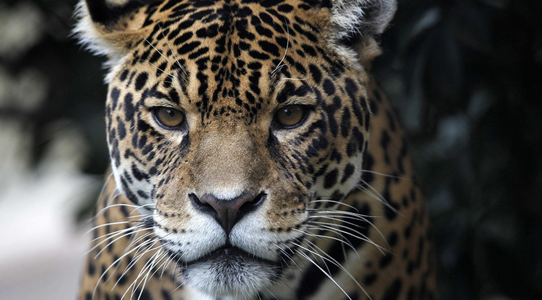 ‘Too fat to breed': Delhi Zoo sends back glutton jaguar for being too ...