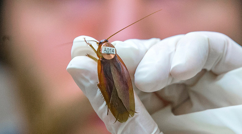 Brain hack: Cockroach neurons hijacked to control movement — RT America