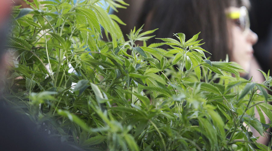 Cannabis farms detected through energy-theft database