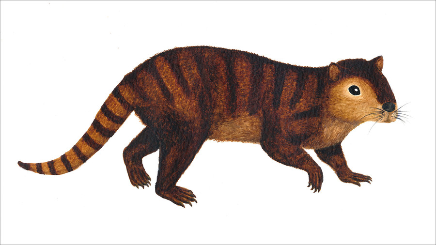 Jurassic jaws: Toothy mammal thrived after meteorite wiped out dinosaurs