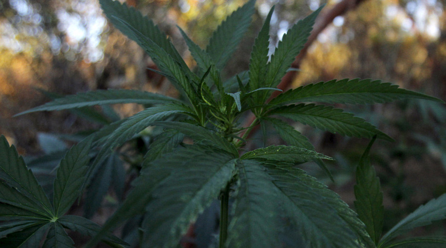 'Marijuana shaming' blamed for Ohio teen’s suicide