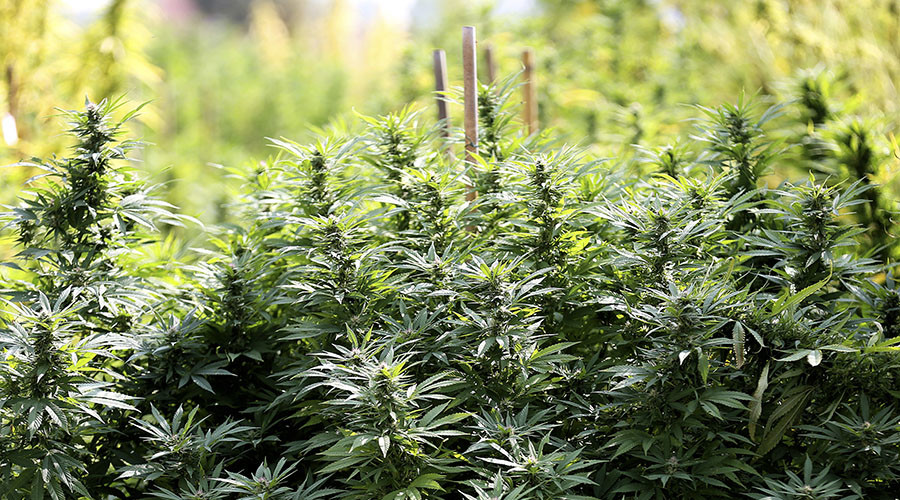 Cannabis worth millions to UK economy – leaked report