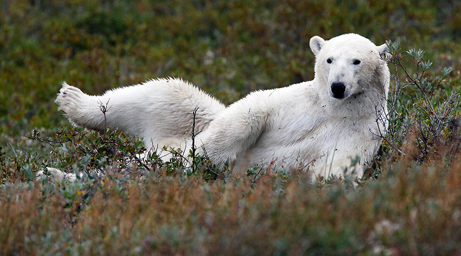Calais asylum seekers sneak into truck with polar bear headed for UK (VIDEO)