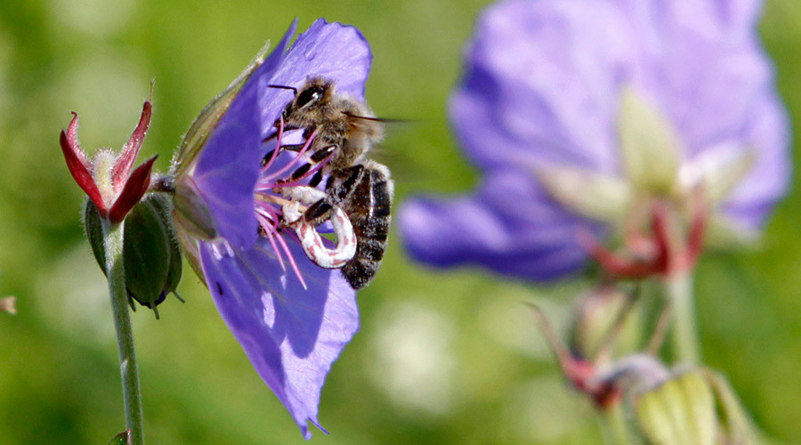 Coffee buzz: Honey bees are caffeine fiends