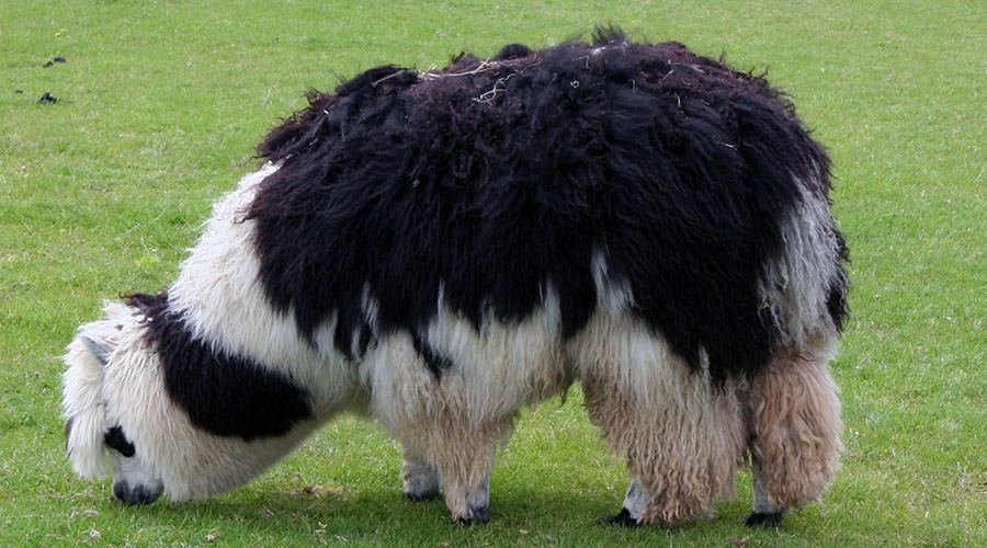 Pregnant alpaca abducted in broad daylight