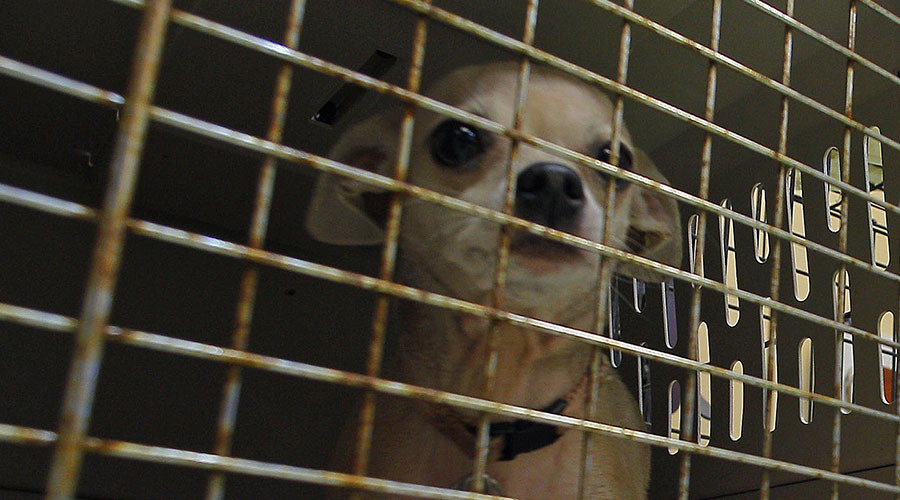 Detroit animal shelter ex-worker claims it has ‘slaughterhouse’ conditions